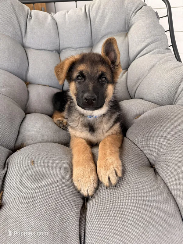 Harley – German Shepherd Dog puppy for sale in Waycross, GA