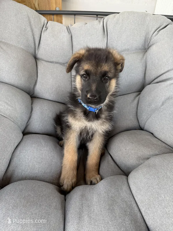 Harley – German Shepherd Dog puppy for sale in Waycross, GA