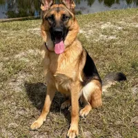 Harley, a male German Shepherd Dog for sale in Waycross, GA – Photo 7 of 9