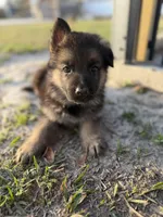 Harley, a male German Shepherd Dog for sale in Waycross, GA – Photo 1 of 8