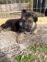 Harley, a male German Shepherd Dog for sale in Waycross, GA – Photo 2 of 8