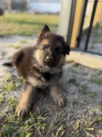 Harley, a male German Shepherd Dog for sale in Waycross, GA – Photo 3 of 8