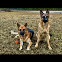 Harley, a male German Shepherd Dog for sale in Waycross, GA – Photo 9 of 9