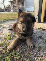 Harley, a male German Shepherd Dog for sale in Waycross, GA – Photo 5 of 8