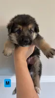 8 German Shepherd Puppies, a male German Shepherd Dog for sale in Waycross, GA – 5 of 10