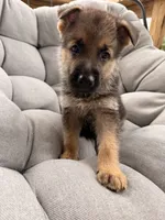 Max, a male German Shepherd Dog for sale in Waycross, GA – 2 of 6