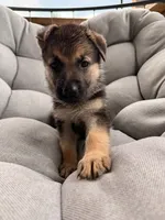 Millie, a female German Shepherd Dog for sale in Waycross, GA – 2 of 7