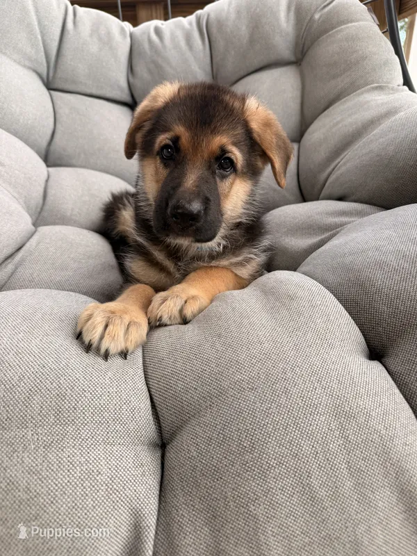 Milo – German Shepherd Dog puppy for sale in Waycross, GA