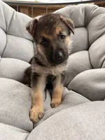 Millie, a female German Shepherd Dog for sale in Waycross, GA – 1 of 7