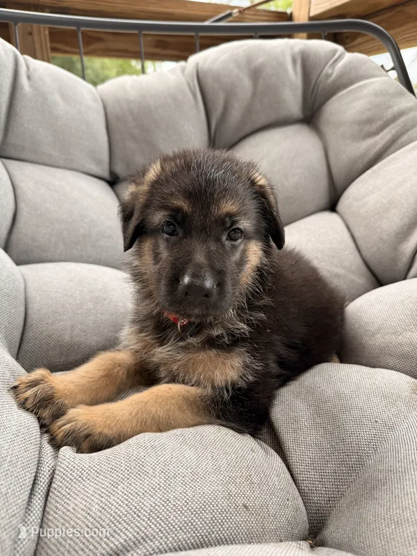 Memphis – German Shepherd Dog puppy for sale in Waycross, GA