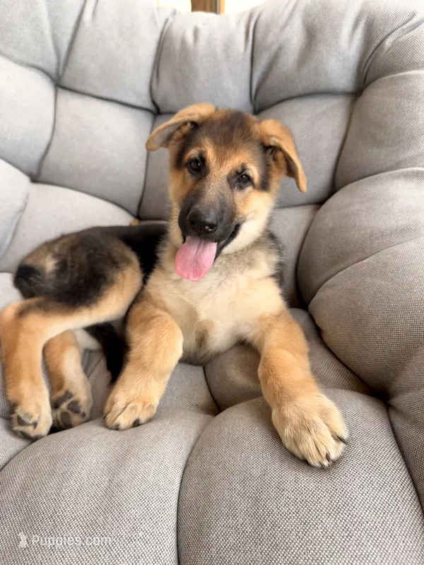 Miley – German Shepherd Dog puppy for sale in Waycross, GA