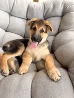 Miley, a female German Shepherd Dog for sale in Gallipolis, OH – 3 of 7