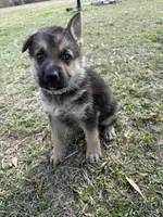 Charley, a male German Shepherd Dog for sale in Waycross, GA – Photo 1 of 6