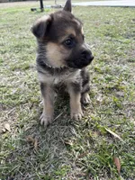 Charley, a male German Shepherd Dog for sale in Waycross, GA – Photo 3 of 6