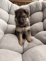 Maisie, a female German Shepherd Dog for sale in Waycross, GA – 3 of 5