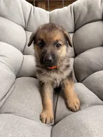 Maddox, a male German Shepherd Dog for sale in Waycross, GA – 3 of 7