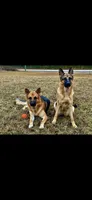 Memphis, a male German Shepherd Dog for sale in Waycross, GA – 6 of 7