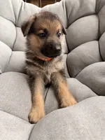 Maddox, a male German Shepherd Dog for sale in Waycross, GA – 4 of 7