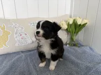 Stark, a male Toy Australian Shepherd for sale in Deerfield, NH – Photo 2 of 5