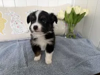 Stark, a male Toy Australian Shepherd for sale in Deerfield, NH – Photo 4 of 5