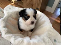 Lilly, a female Toy Australian Shepherd for sale in Deerfield, NH – 5 of 5