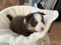 Tilly, a female Toy Australian Shepherd for sale in Deerfield, NH – 4 of 5