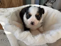 Lilly, a female Toy Australian Shepherd for sale in Deerfield, NH – 4 of 5