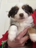 Lucy, a female Toy Australian Shepherd for sale in Deerfield, NH – Photo 1 of 6