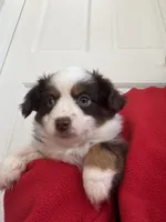 Lucy, a female Toy Australian Shepherd for sale in Deerfield, NH – Photo 5 of 6