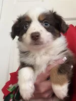 Lucy, a female Toy Australian Shepherd for sale in Deerfield, NH – Photo 2 of 6