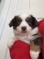 Lucy, a female Toy Australian Shepherd for sale in Deerfield, NH – Photo 4 of 6