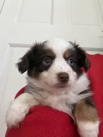 Lucy, a female Toy Australian Shepherd for sale in Deerfield, NH – Photo 3 of 6