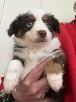 Lucy, a female Toy Australian Shepherd for sale in Deerfield, NH – Photo 6 of 6