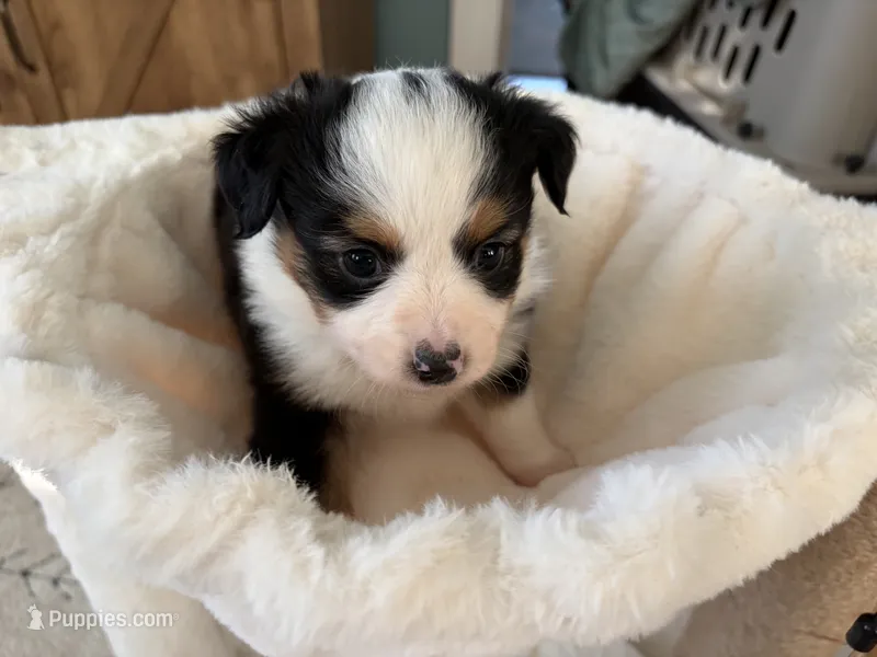 Lilly – Toy Australian Shepherd puppy for sale in Deerfield, NH