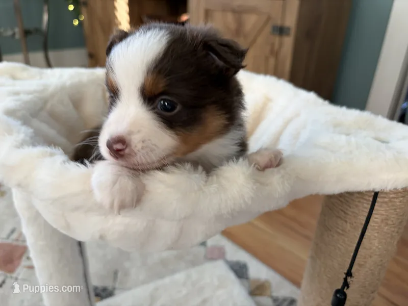 Tilly – Toy Australian Shepherd puppy for sale in Deerfield, NH