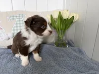 Rudy, a male Toy Australian Shepherd for sale in Deerfield, NH – Photo 2 of 2