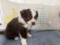 Rudy, a male Toy Australian Shepherd for sale in Deerfield, NH – Photo 1 of 2