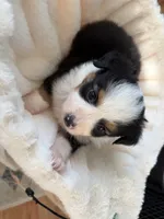 Lilly, a female Toy Australian Shepherd for sale in Deerfield, NH – 2 of 5