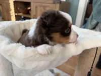 Tilly, a female Toy Australian Shepherd for sale in Deerfield, NH – 3 of 5