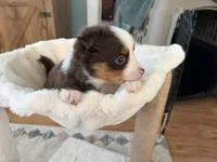 Tilly, a female Toy Australian Shepherd for sale in Deerfield, NH – 5 of 5
