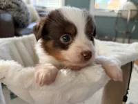 Willy, a male Toy Australian Shepherd for sale in Deerfield, NH – 4 of 4