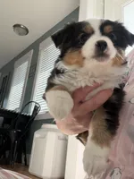 Roy, a male Toy Australian Shepherd for sale in Deerfield, NH – Photo 5 of 5