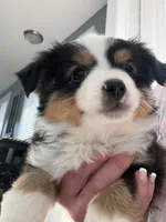 Roy, a male Toy Australian Shepherd for sale in Deerfield, NH – Photo 4 of 5