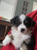 Roy, a male Toy Australian Shepherd for sale in Deerfield, NH – Photo 2 of 5