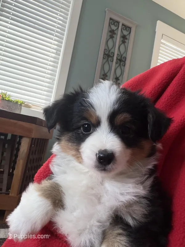 Roy, a male Toy Australian Shepherd for sale in Deerfield, NH – Photo 1 of 5