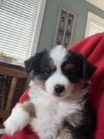 Roy, a male Toy Australian Shepherd for sale in Deerfield, NH – Photo 1 of 5