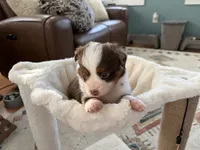 Willy, a male Toy Australian Shepherd for sale in Deerfield, NH – 2 of 4