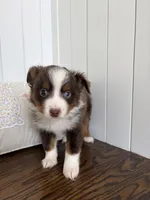 Red, a male Australian Shepherd for sale in Deerfield, NH – Photo 7 of 7