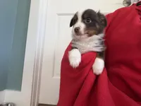 Red, a male Australian Shepherd for sale in Deerfield, NH – Photo 4 of 7