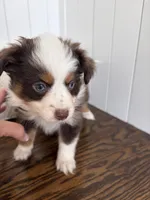 Red, a male Australian Shepherd for sale in Deerfield, NH – Photo 6 of 7